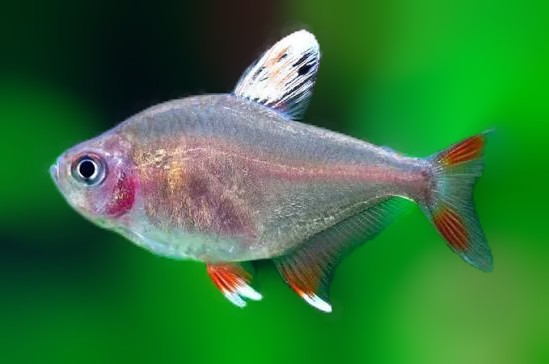 White Fin Ornate Tetra